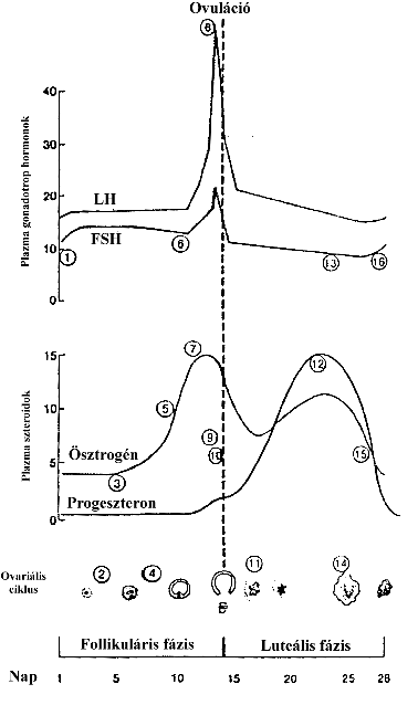 A menstruációs ciklus hormonszint változásai