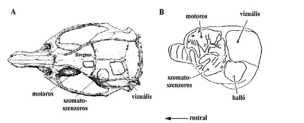 A patkánykoponya felülnézetben