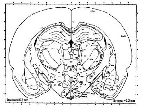 Coronalis metszet stereotaxias atlaszban