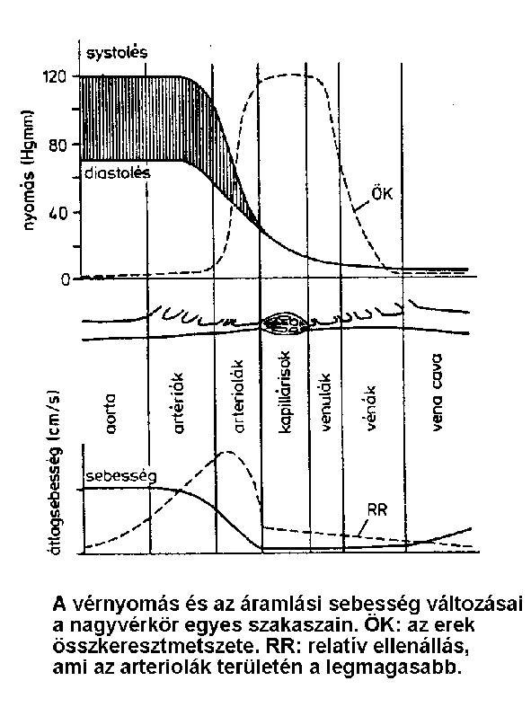 A vérnyomás és az áramlási sebesség változásai a negyvérkör egyes szakaszain