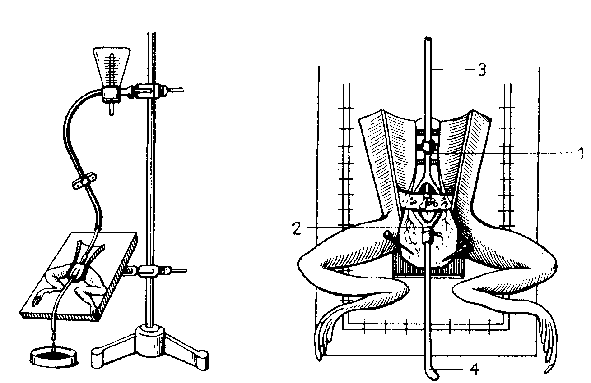 Laewen-Trendelenburg kísérlet