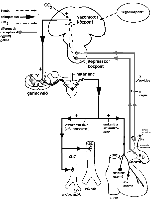 A vérnyomás szabályozása