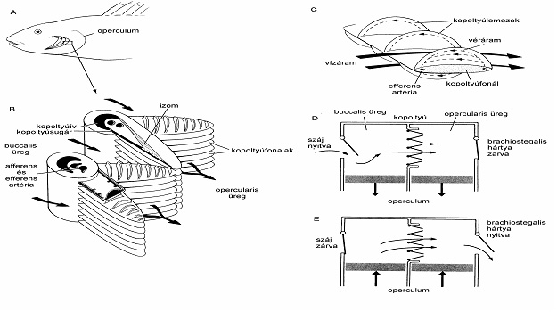 A halak kopoltyújának vázlatos szerkezete és működése
