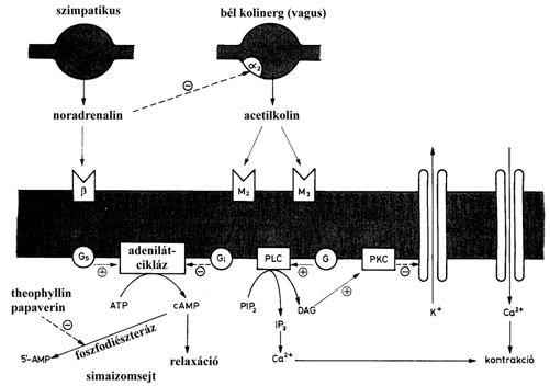 A gyomor-bél huzam noradrenerg- és kolinerg beidegzése és hatása a simaizom működésére