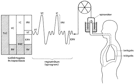 Tüdõtérfogatok és mérésük