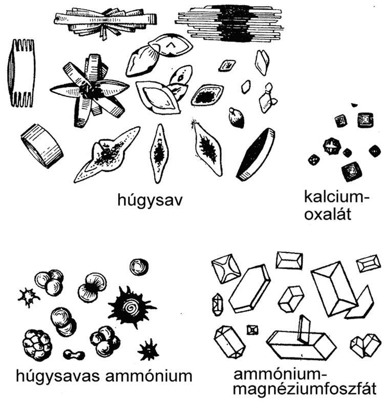 Az emlősvizelet üledékében előforduló kristályok