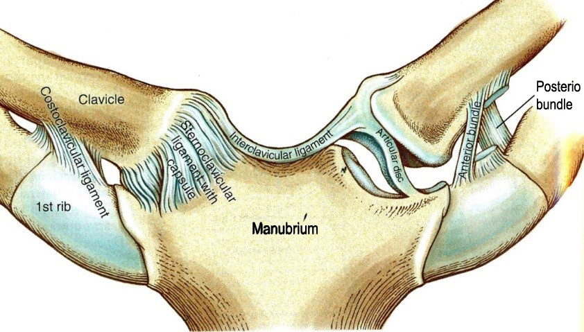 A sternoclavicularis ízület és szalagjai