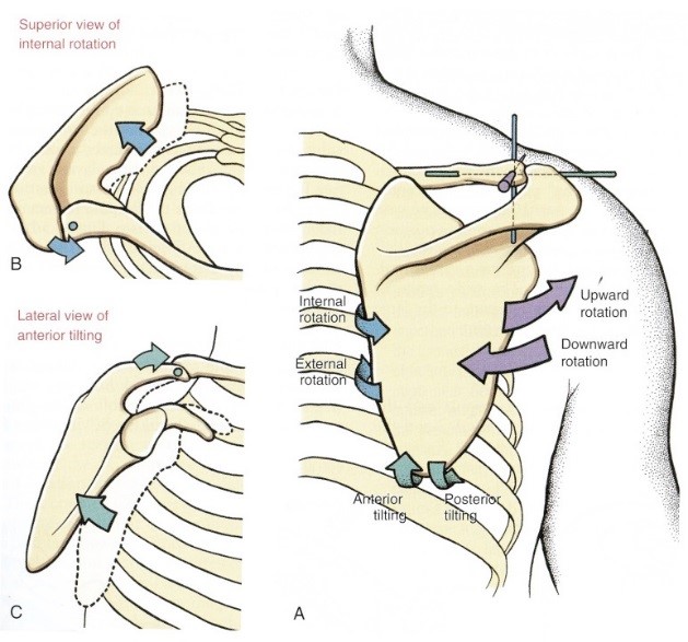 Az acromioclaviculáris ízület osteokinematikai mozgásai