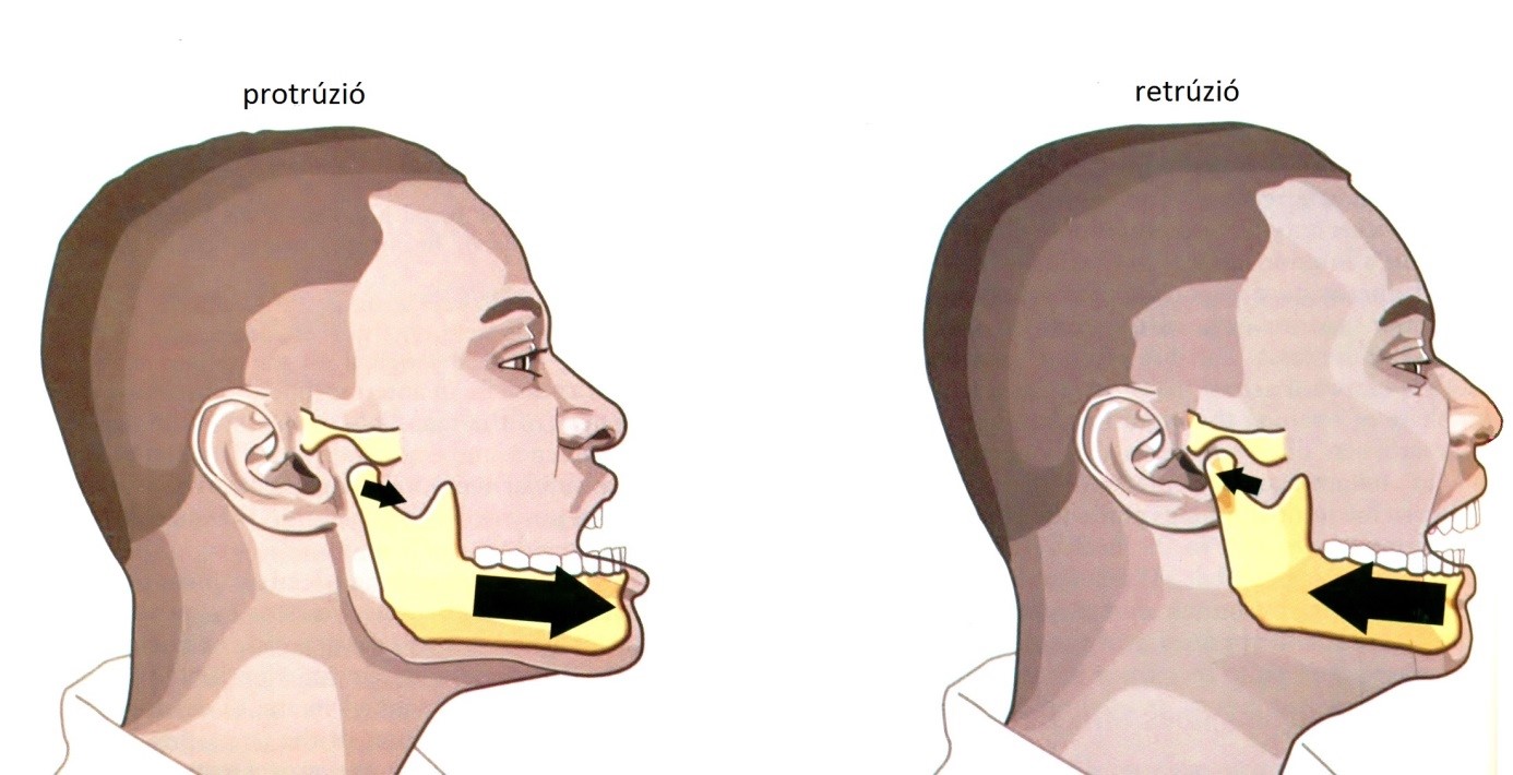 A Mandibula anterior és posterior mozgása A Protrúzió B Retrúzió