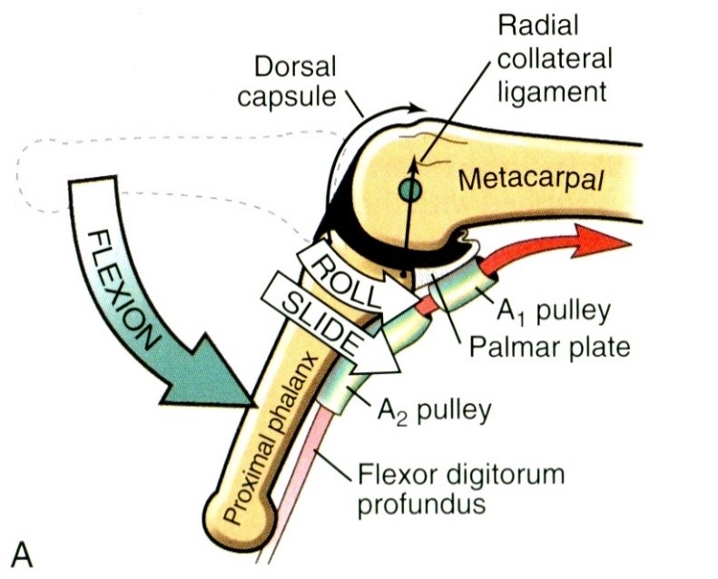 A metacarpo-phalangealis ízület felépítése, a voláris lemez (palmar plate) és a függesztő gyűrűk (A1, A2) Az ízület arthrokinematikája flexió során
