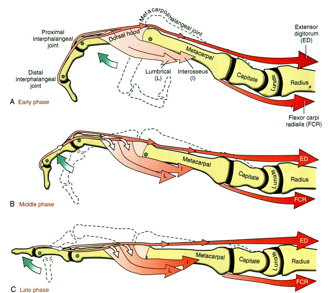 A musculus extensor digitorum valamint a musculi lumbricales és musculi interossei együttműködése a II-V.ujjak nyújtása során