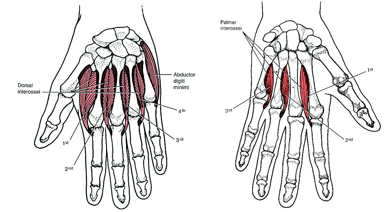A mezothenar izmok: mm. interossei dorsales, mm. interossei palmares. A mm. lumbricales itt nincs ábrázolva 