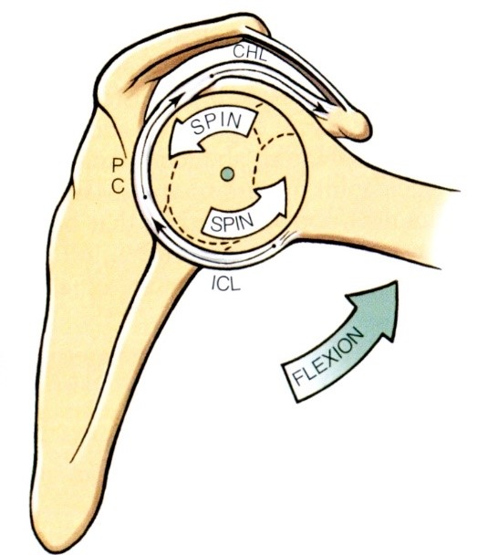 A humerus fej forgása a flexió során