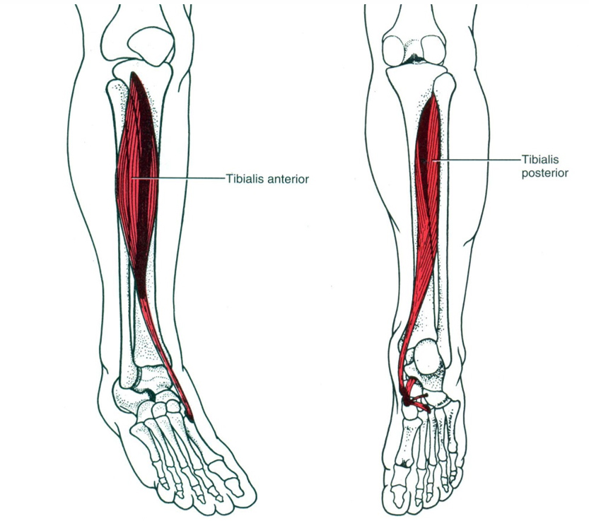 A m. tibialis anterior és a m. tibialis posterior