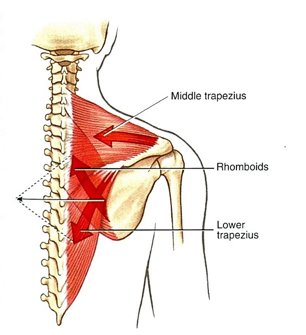 A vállöv depresszora a m. trpezius pars inferior (lower trapezius)