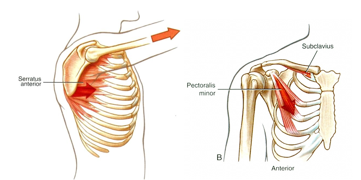 A vállöv protraktorai: m. pectoralis minor, m. serratus anterior
