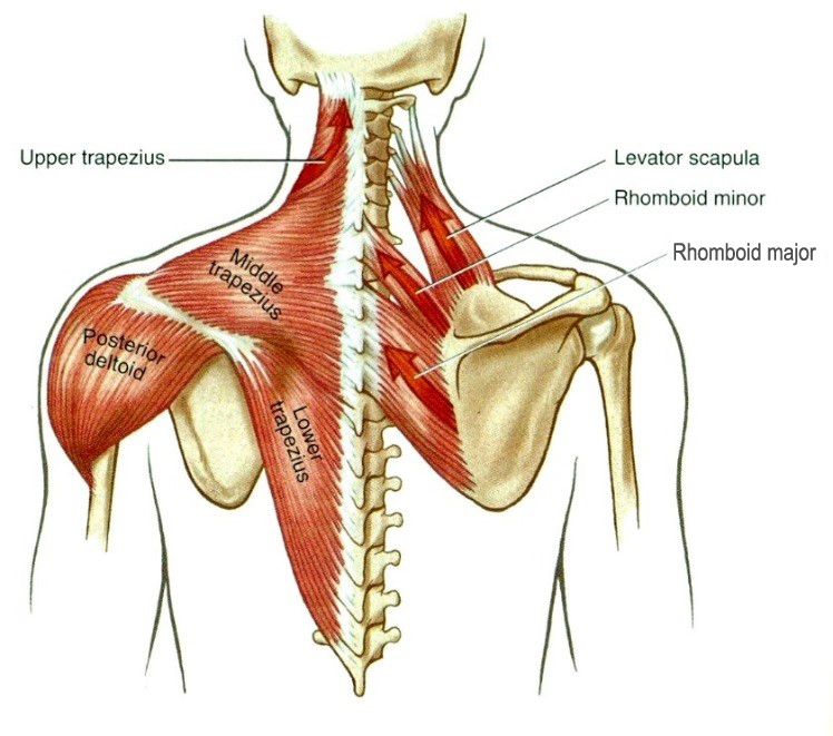 A vállöv retraktorai: m. rhomboideus major és minor, m. trapezius középső rész (middle tarpezius)