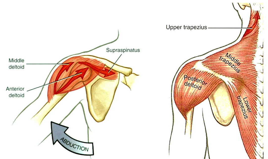 A vállízület abduktorai: m. deltoideus (mindhárom kötege) és a m. supraspinatus