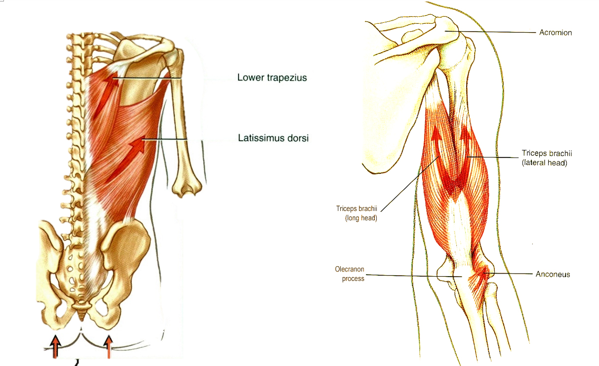 A vállízület extenzorai: m. deltoideus hátulsó része (itt nem látszik), m. latissimus dorsi, m. triceps brachii hosszú feje