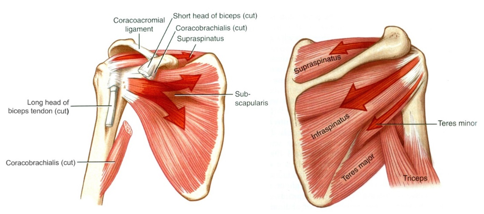 A vállízület berotátorai: m. teres major, m. subscapularis  