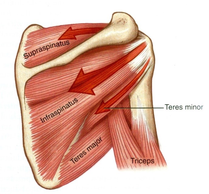A vállízület kirotátorai: m. infraspinatus, m. teres minor 