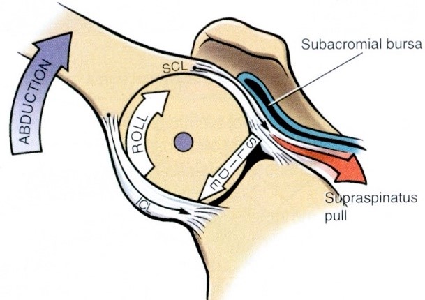 A vállízületi abdukció arthrokinematikája