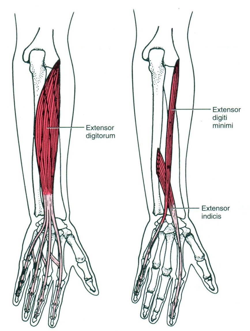 Az ujjak hosszú extenzorai: m. extenzor digitorum, m. extenzor indicis, m. extenzor digiti minimi 