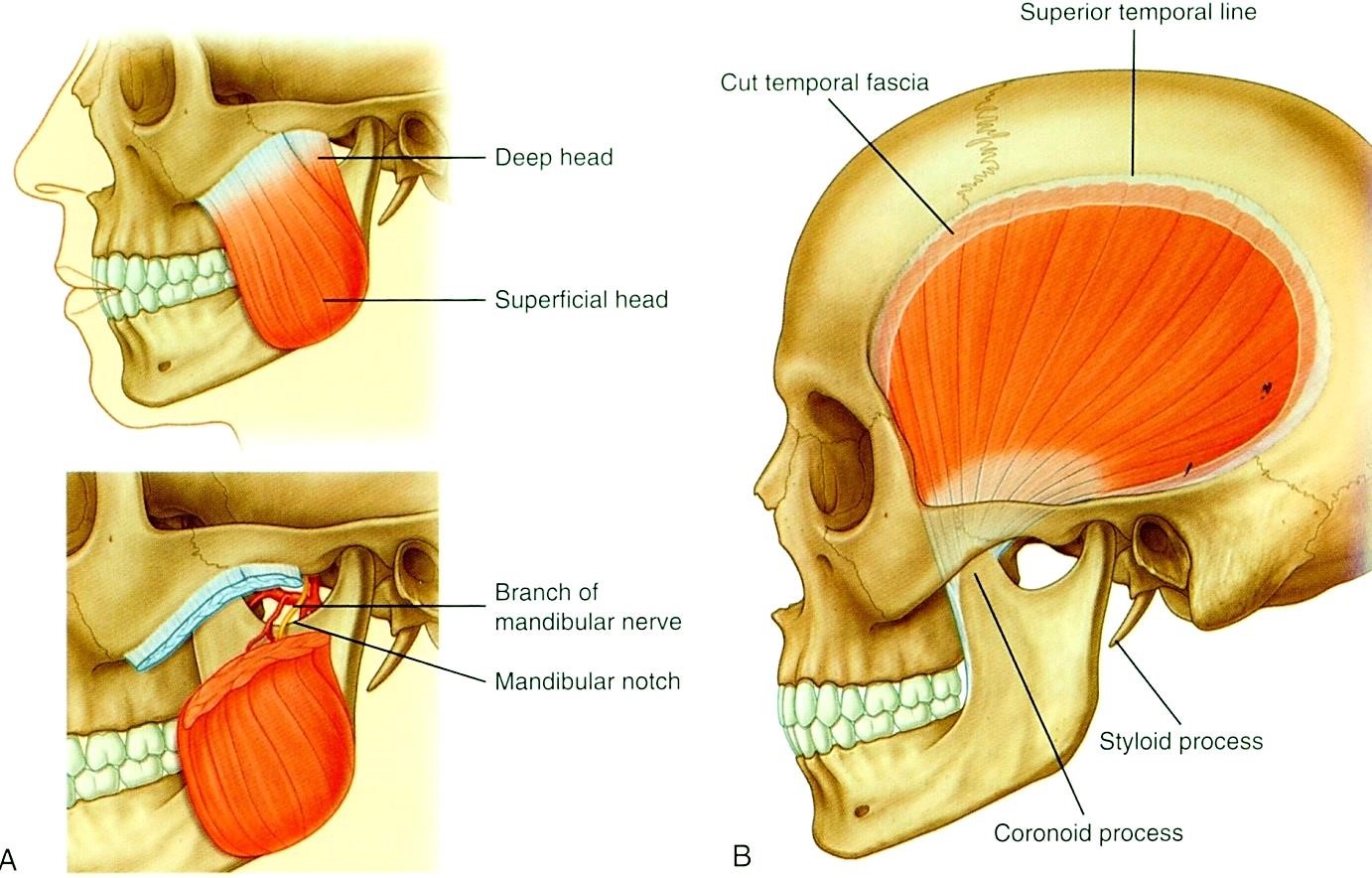 A szájzáró izmok: m. masseter (A); m. temporalis  (B)