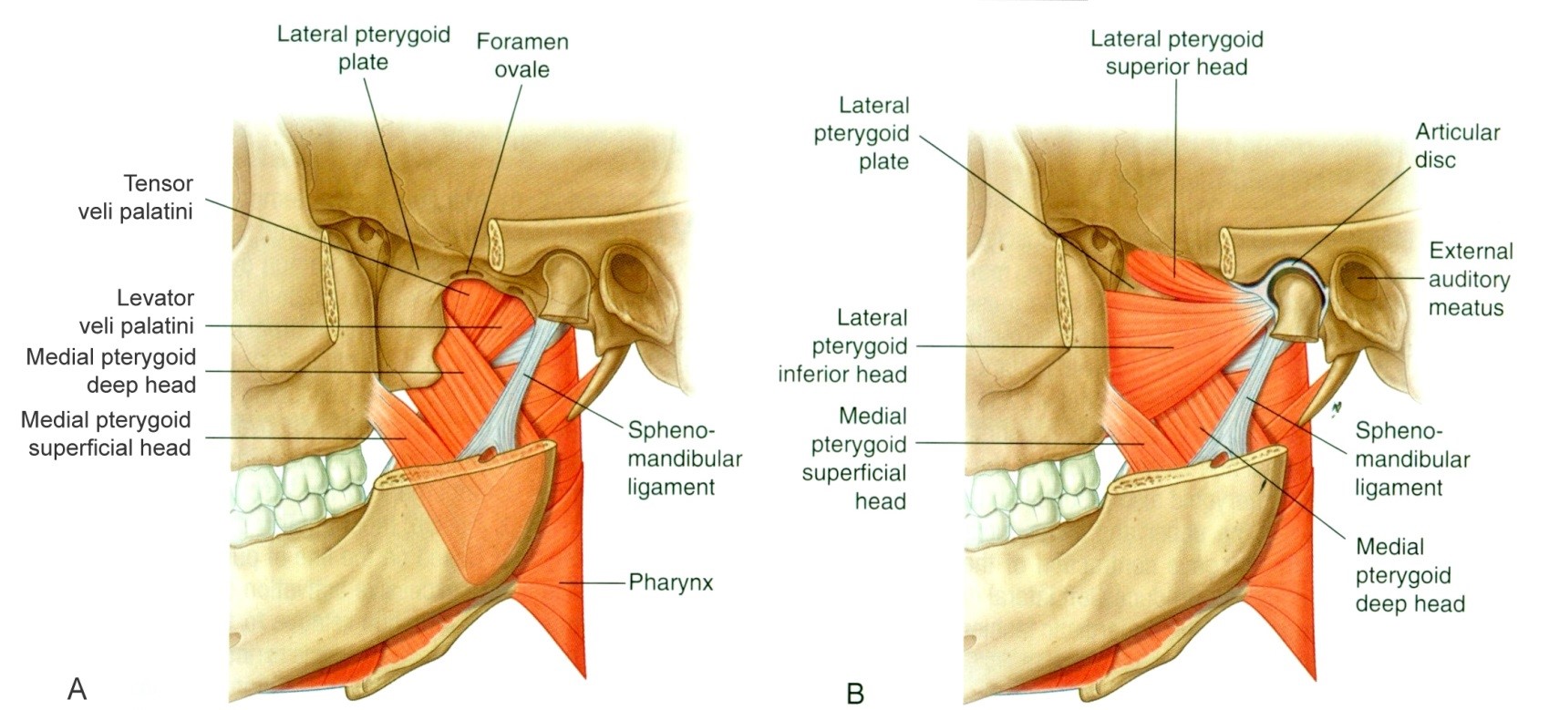 Szájzáró izmok: m. pterigoideus medialis 